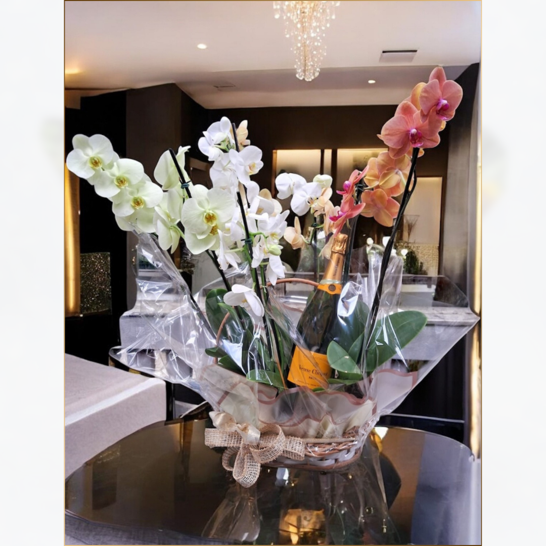 CESTA DE ORQUÍDEA COM
FOLHAGEM NOBRE