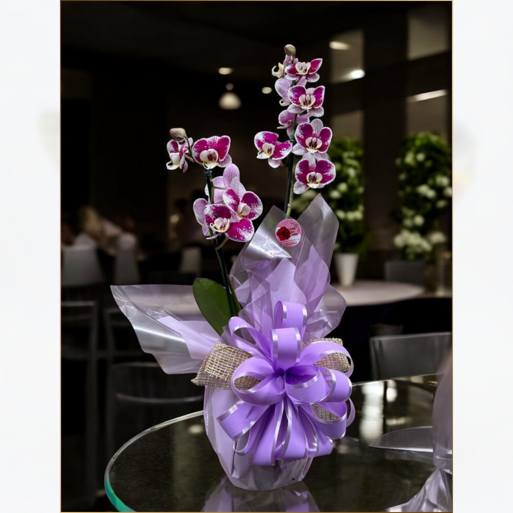 ORQUÍDEA NA BASE DE VIDRO
EMBRULHADA PARA PRESENTE