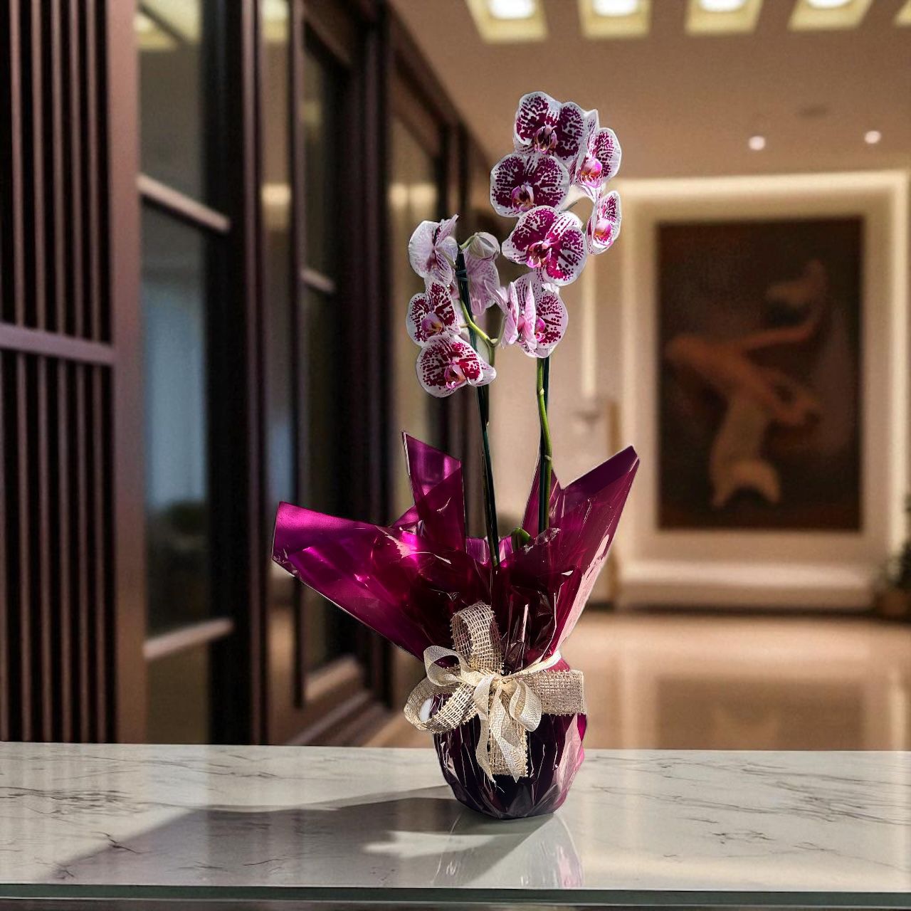 ORQUÍDEA NA BASE DE VIDRO
EMBRULHADA PARA PRESENTE
