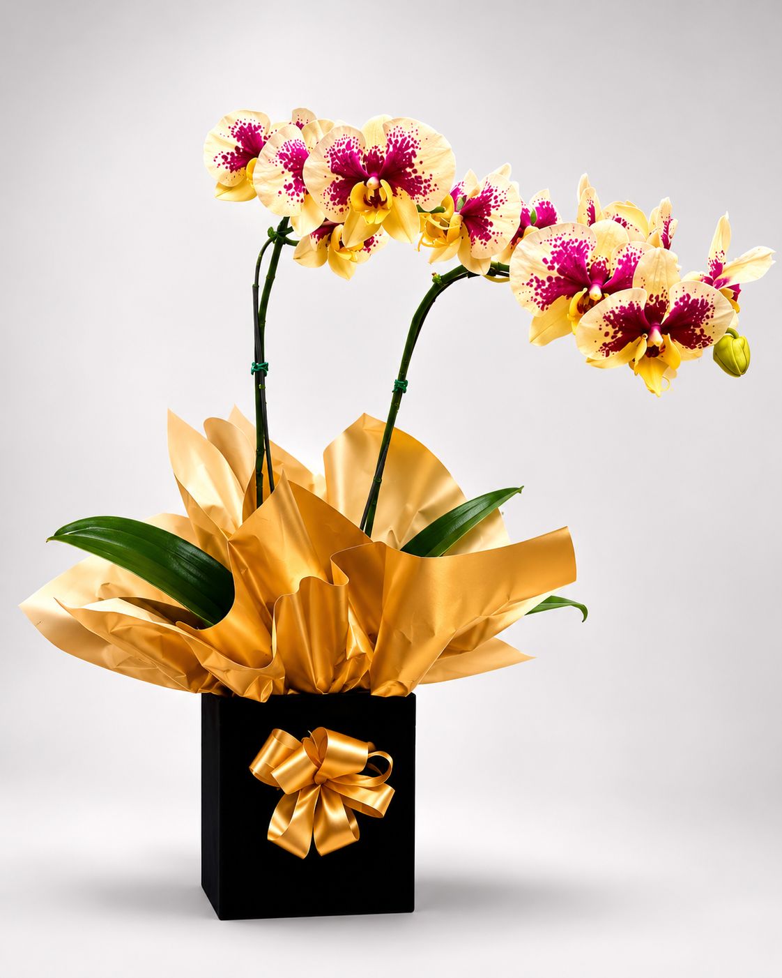 ORQUÍDEAS