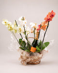 CESTA DE ORQUÍDEA COM
FOLHAGEM NOBRE