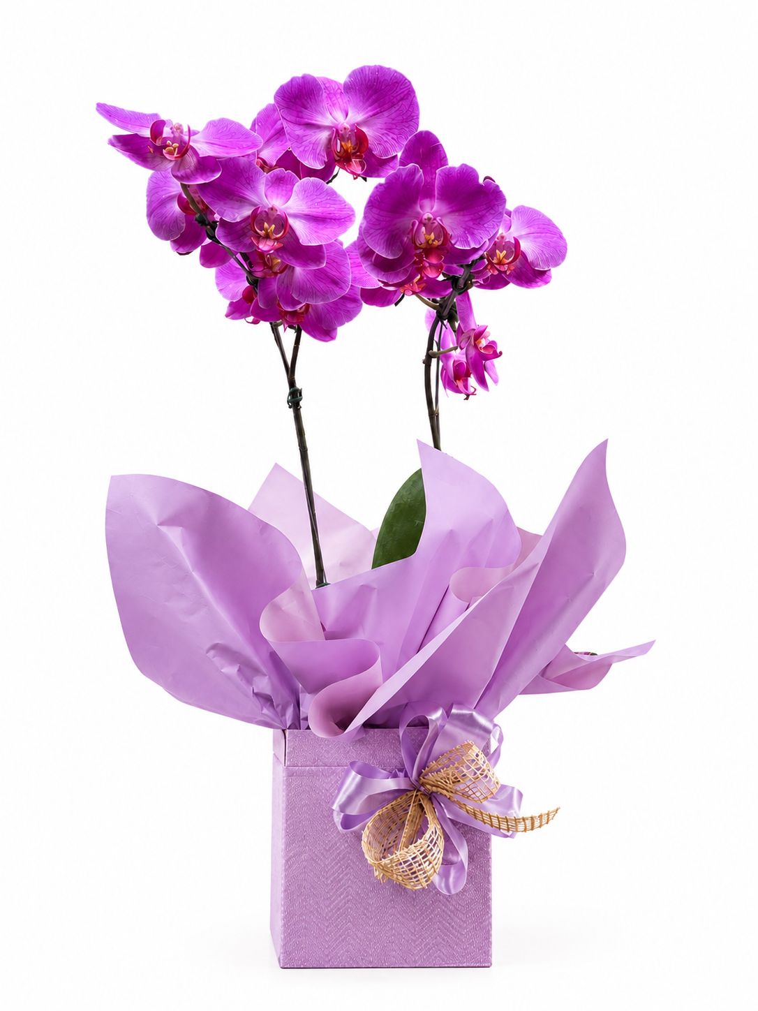ORQUÍDEA ESPECIAL NA CAIXA