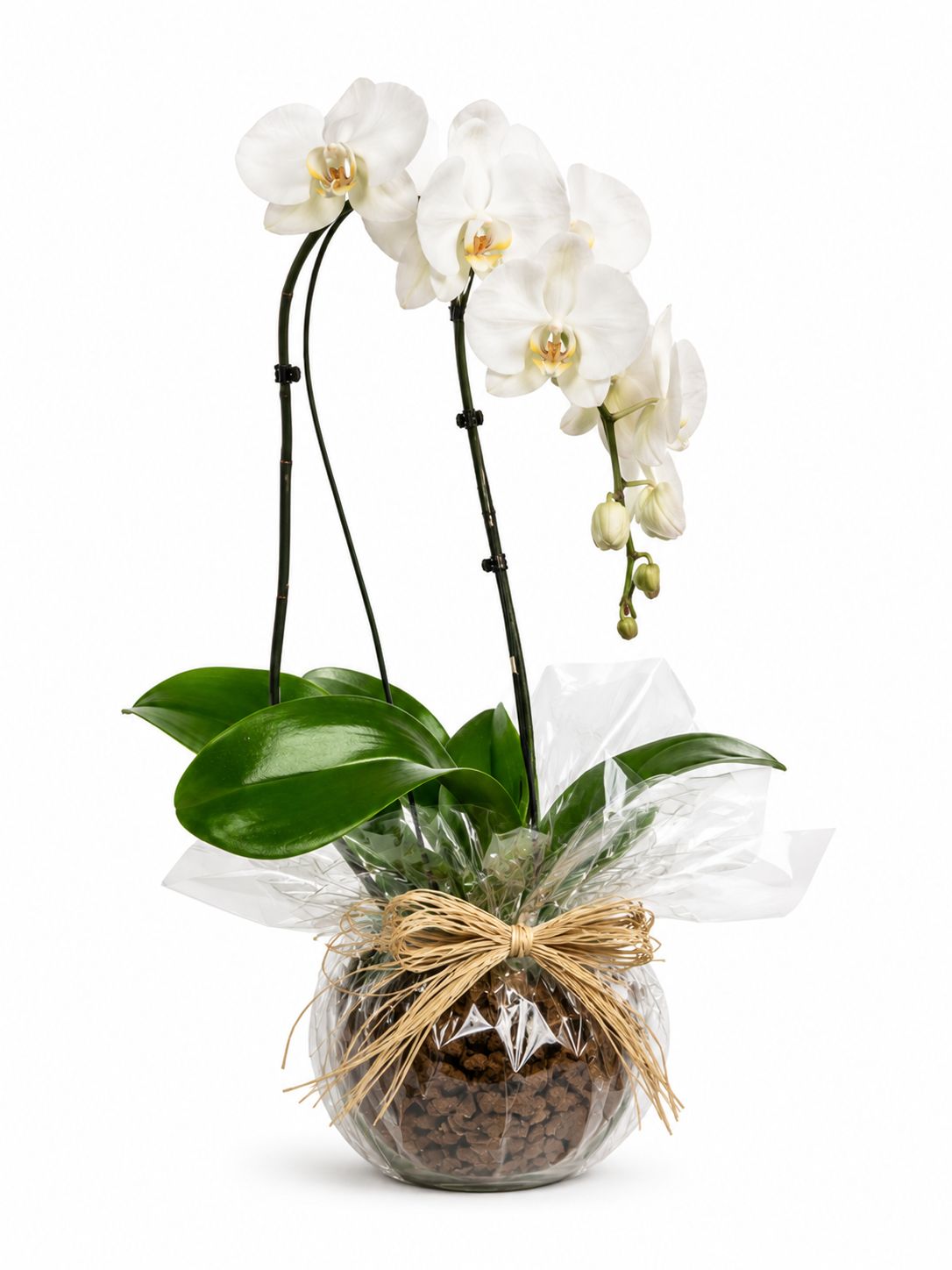 ORQUÍDEA PREMIUM  NA NASE DE VIDRO