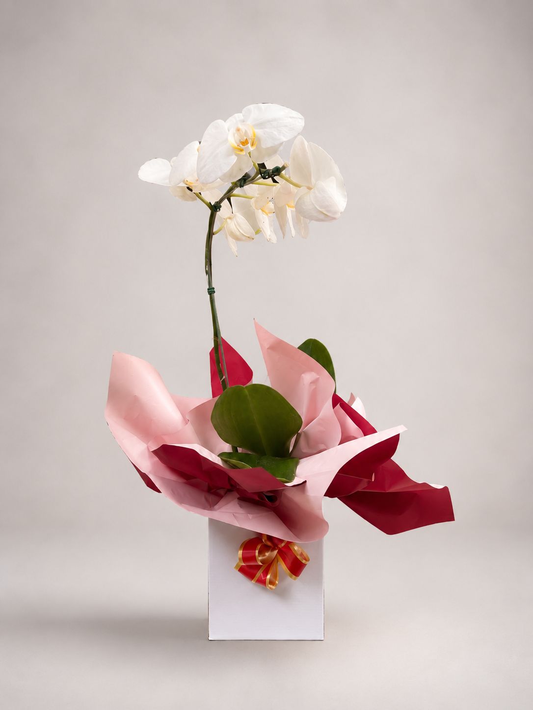 ORQUÍDEAS