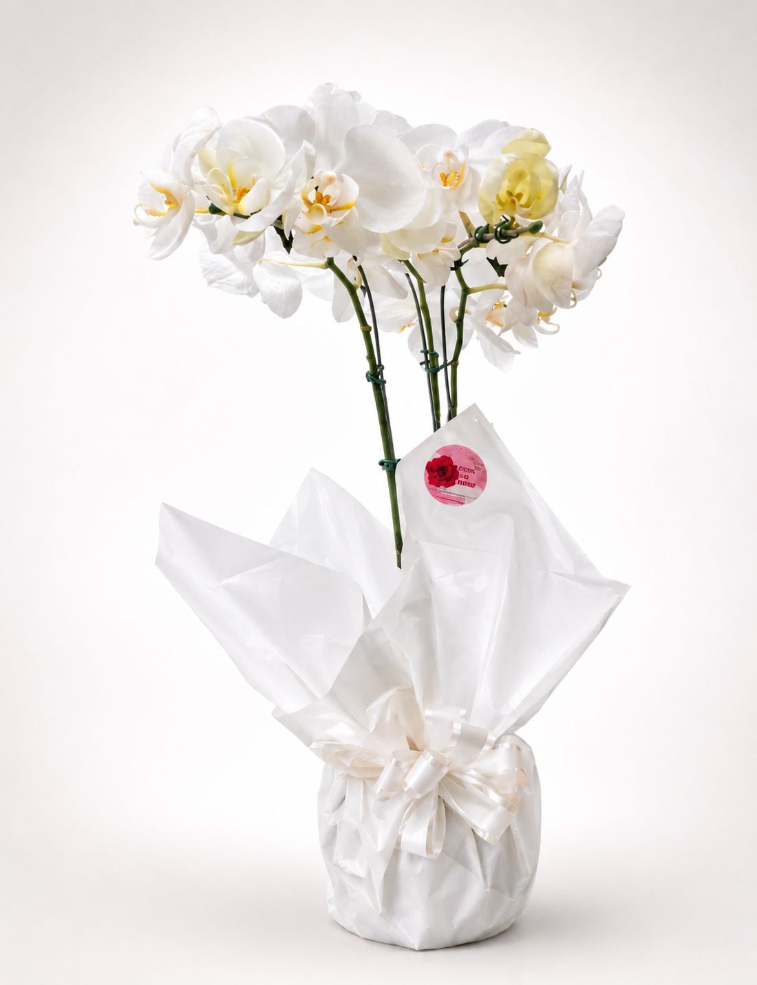 ORQUÍDEAS