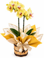 ORQUÍDEA N0 CACHEPOL DE MADEIRA