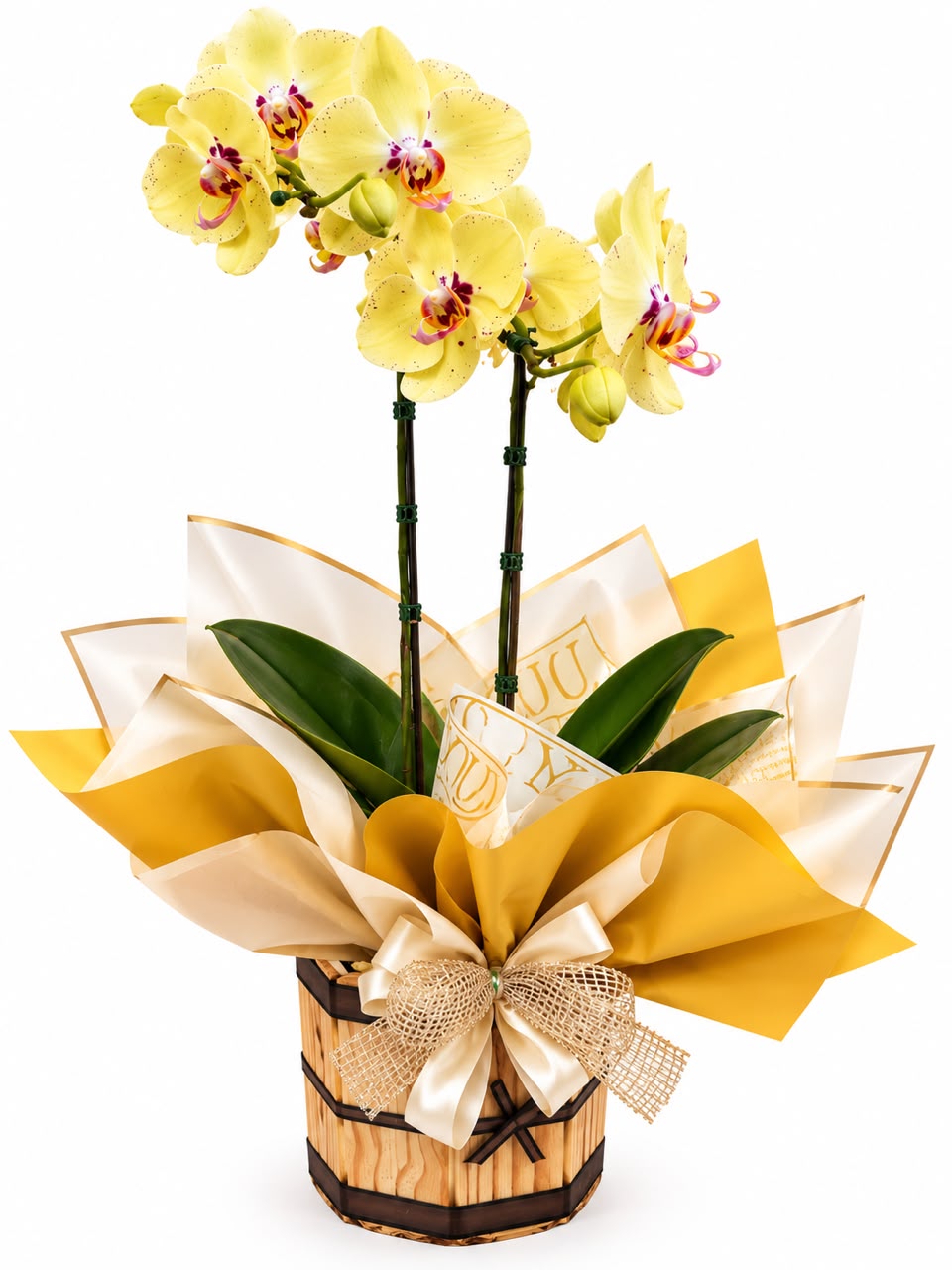 ORQUÍDEA N0 CACHEPOL DE MADEIRA