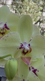 ORQUÍDEA N0 CACHEPOL DE MADEIRA